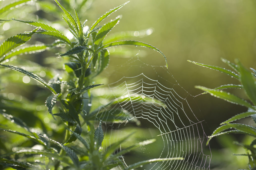 spiderweb dew veg
