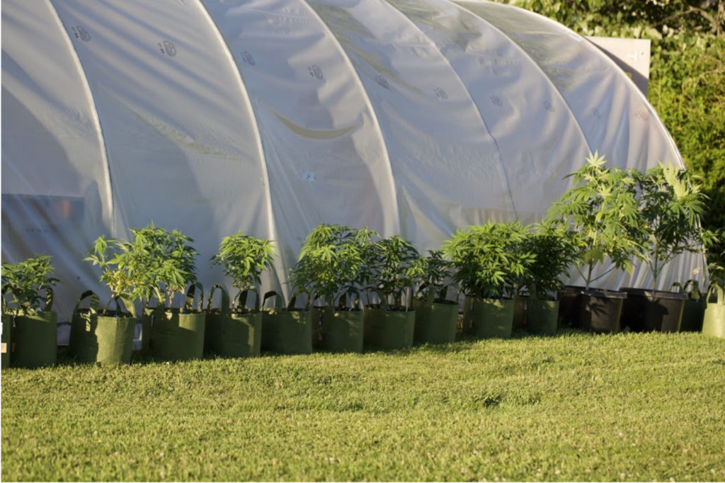 veg pots greenhouse